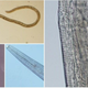 Various images of Thelazia gulosa.